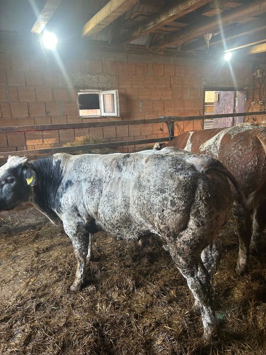 De vânzare 10 tauri, toți masculi  5 belgieni și 5 bălțați cu greutatea de la 300 kg în sus  Locație Danestii Chioarului Maramureș   0749764996