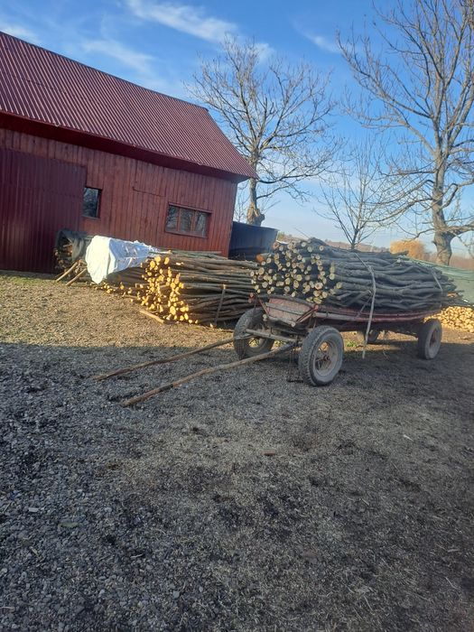 Vând lemne de esență tărie lozie