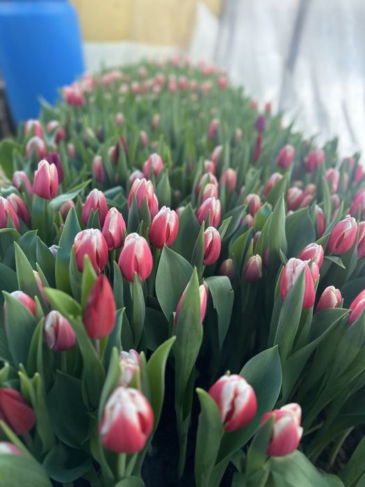 Тюльпаны к 8 марта