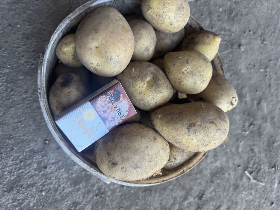 Продам картофель  “гала”