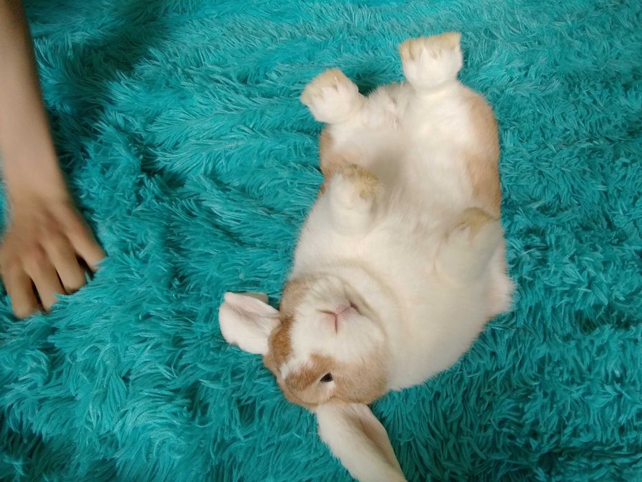 породистые вислоушки кролики