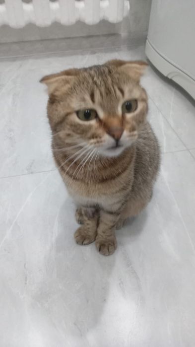 Кошечка в добрые руки