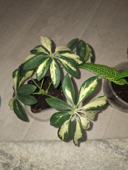 Шефлера, Колеус тб.үй гүлдері