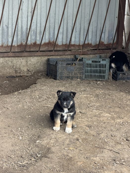 Немецкая овчарка