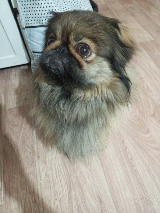 Ищем хозяев собаки