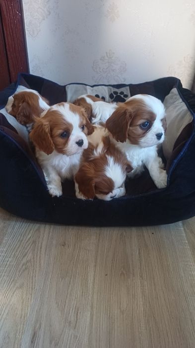 Продавам кавалер кинг чарлз шпаньол