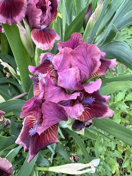 Уникальный карликовый Ирис