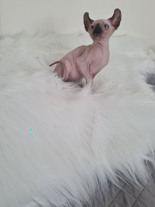 Pisică  Sphinx mascul elf