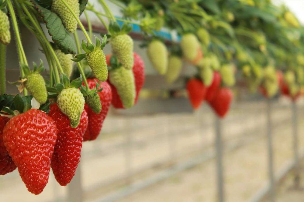 Рассада клубники/Qulupnay ko‘chatlari (Albion va Kabrilo)