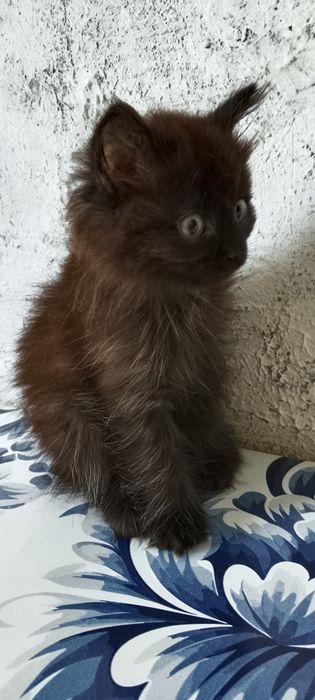 Котенок девочка сибирская