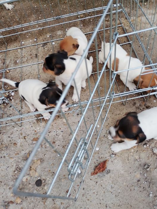 Малки Джак ръсел Териер