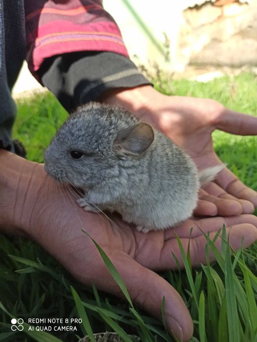 Шиншиллята чистопородные