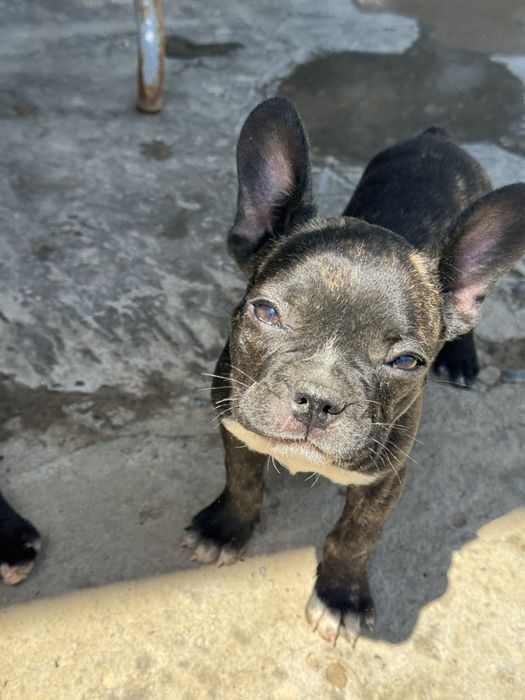 Французские бульдоги