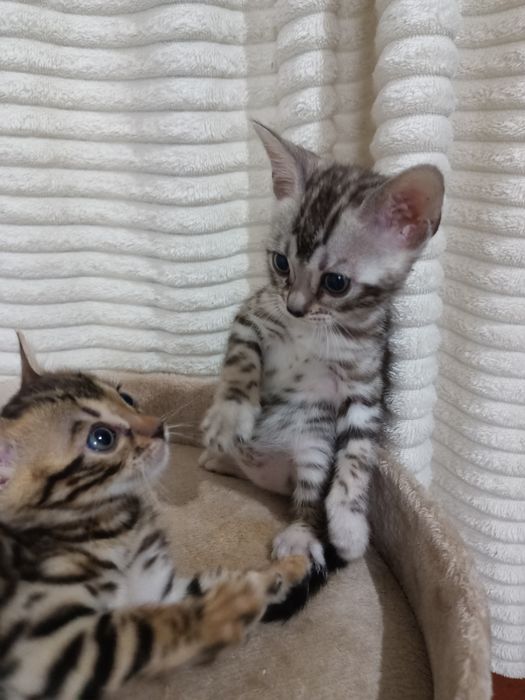 Чистокровные бенгальские котята девочки