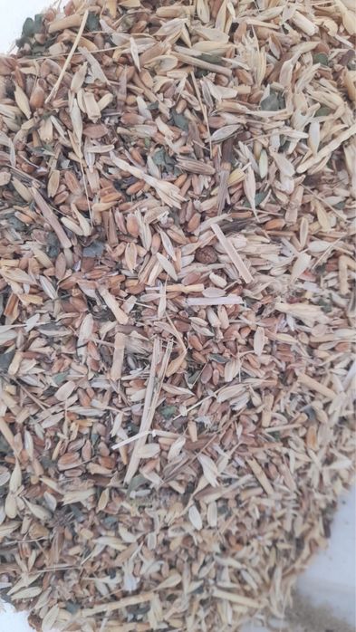 Сечка бидай сатылады