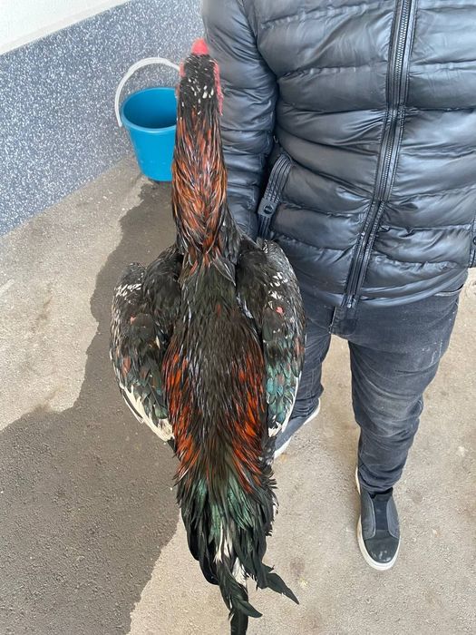 8 ай дакан шоже сатылады турок