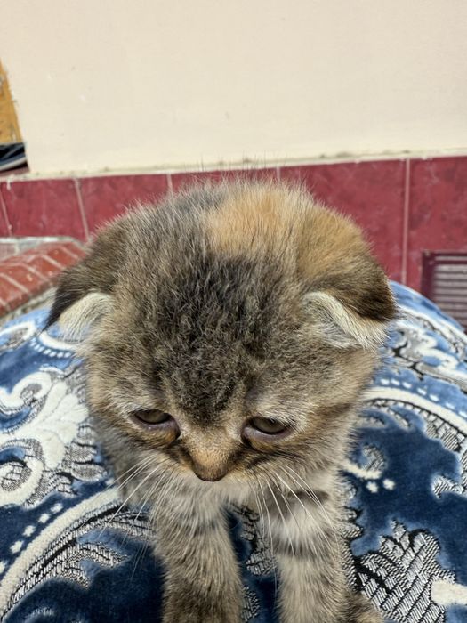 Скотиш фолд мушукчалар сотилади