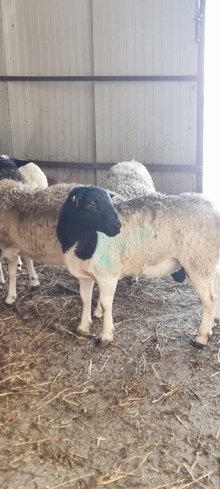 Mielute Dorper de vanzare