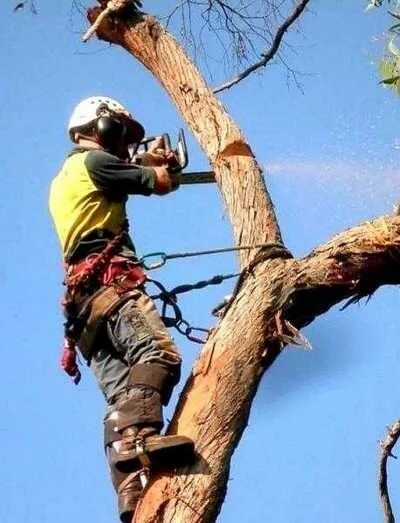 Спил деревьев, обрезка дерева, дерево,
агаш кесеміз