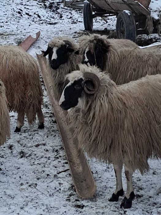 Vând oi breze tinere