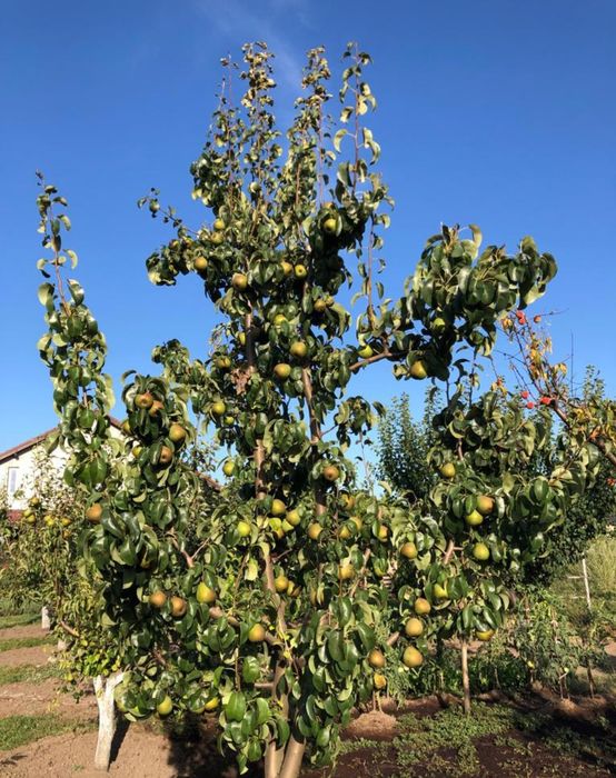 Taieri pomi fructiferi