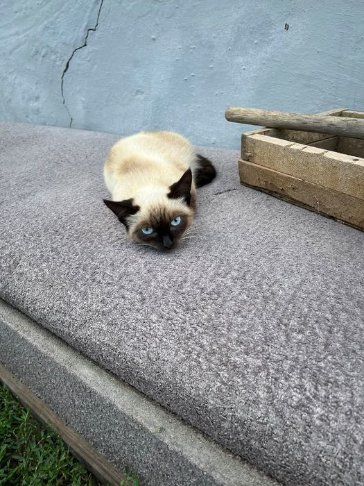 Кошка с поради Siam
