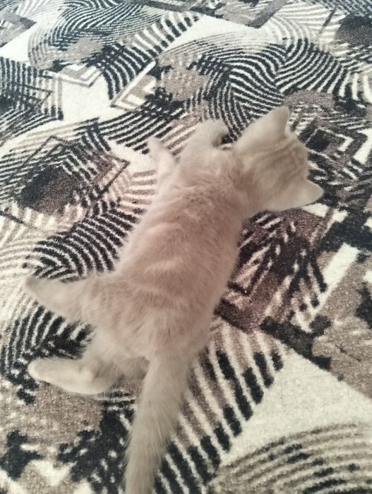 Продам шотландских котят