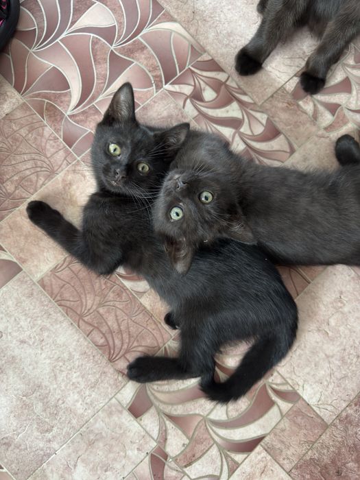 Котята отдам в любящие семьи