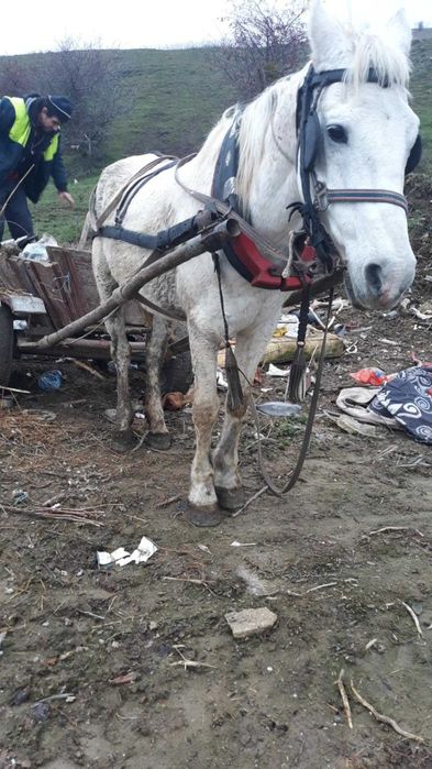 Dau la schimb sau vand  iapa gestanta