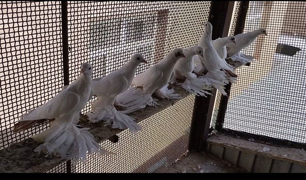 Голуби Желтохвостые персы