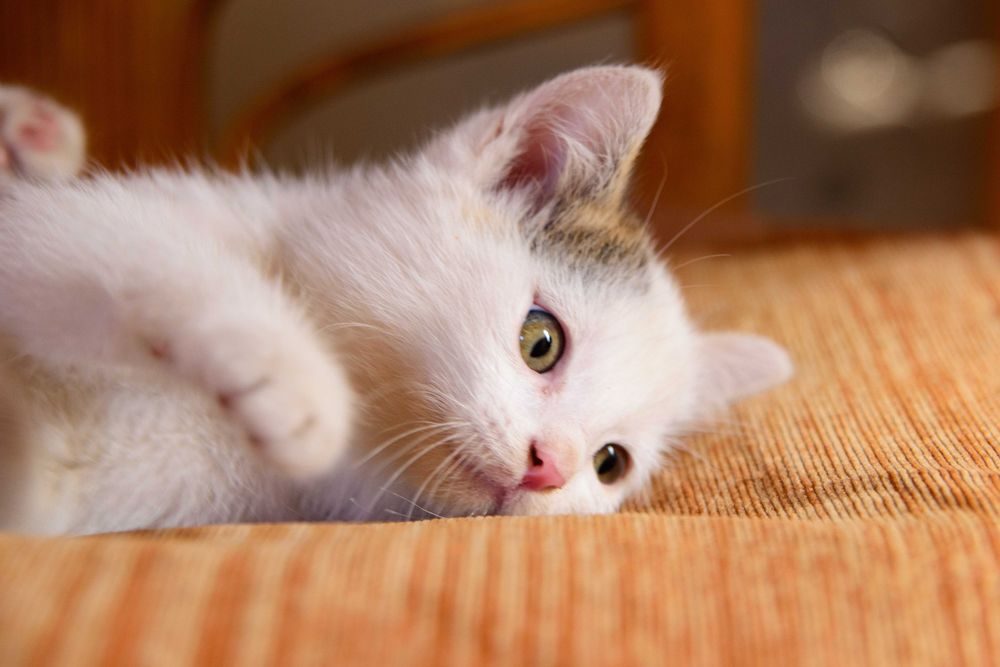 Котенок  девочка