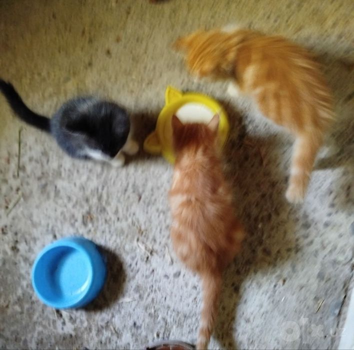 Отдам даром котят