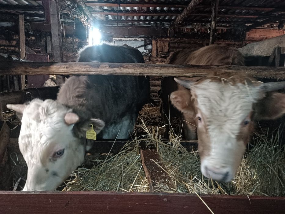 Продам 17 голов бычков