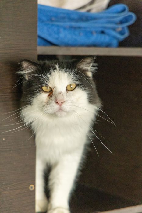 Филля ждет тебя в приюте!