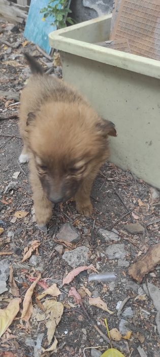 Отдам в хорошие руки