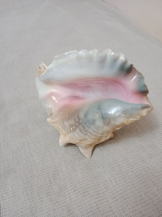 Продам морские натуральные ракушки