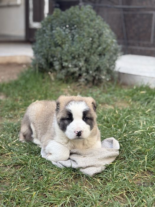 Собака Алабай тоза кон