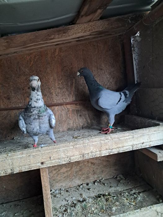 Porumbei de vânzare