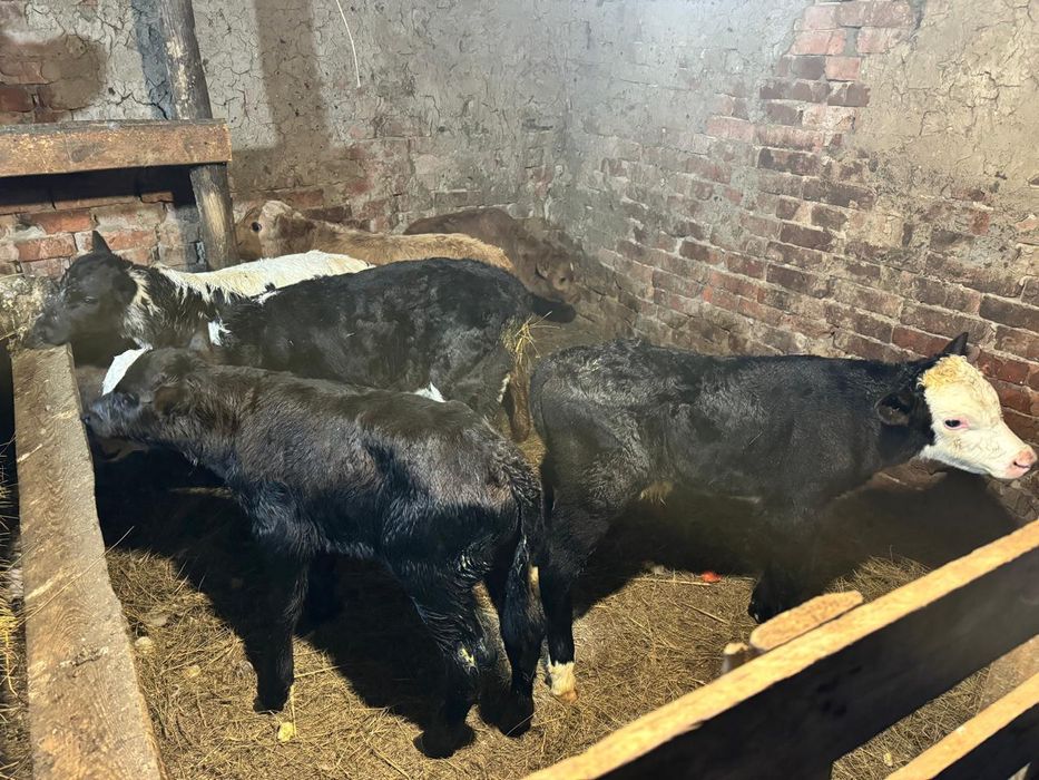 Продам телят бычков и тёлочек