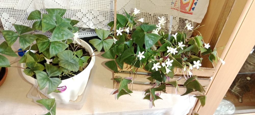 Бабочка кислица octavia