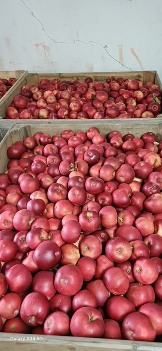 Mere de vânzare. Cantitate mare. Calitate superioară