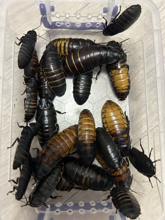 Мадагаскарские тараканы