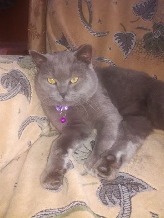 Кот британец ,для вязки .