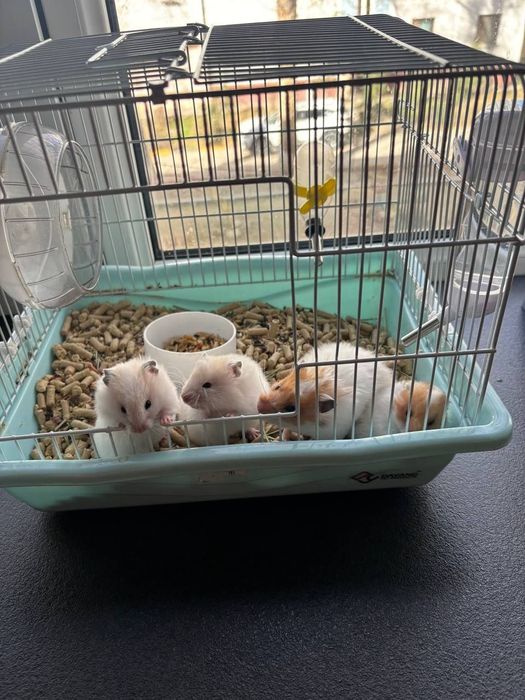 Хамяклар оиласи/Семья Сирийских Хомяков