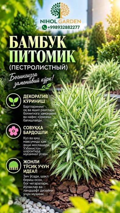 Бамбук садовый пестролистный