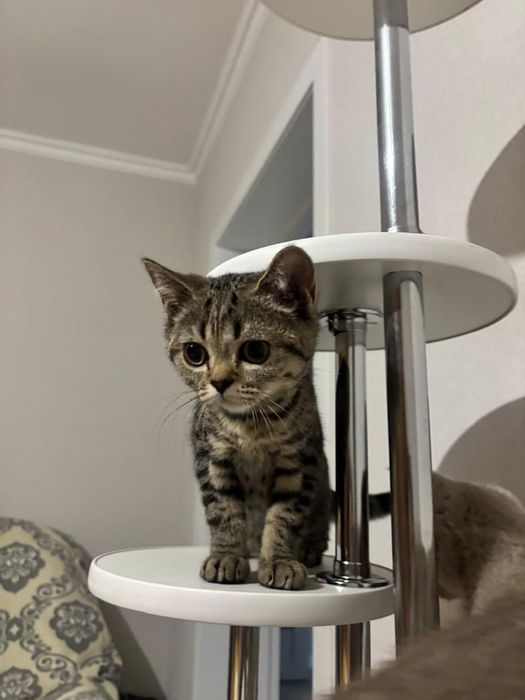 Кошки шатландские