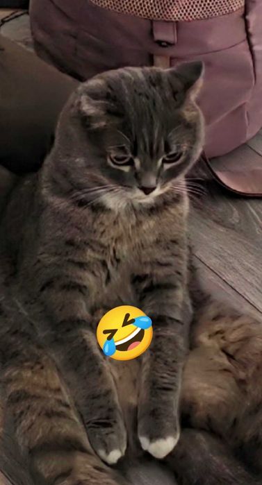 Отдам кота даром