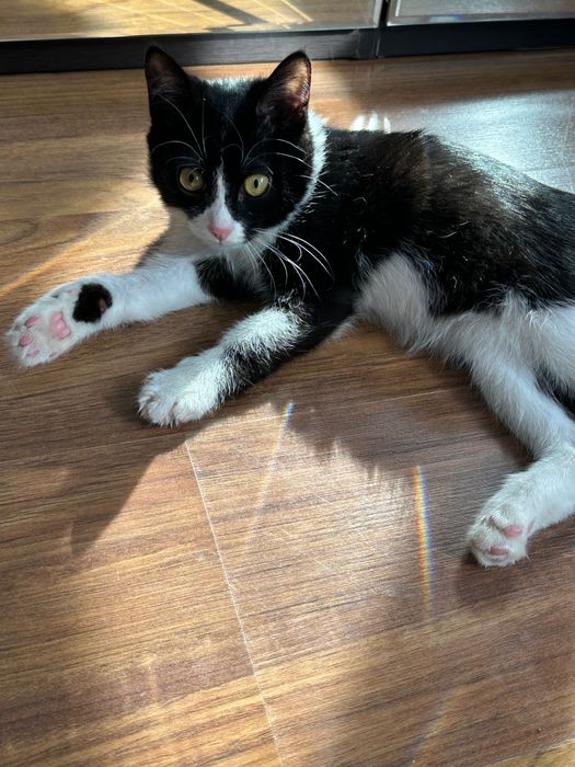 Кошка в хорошие руки