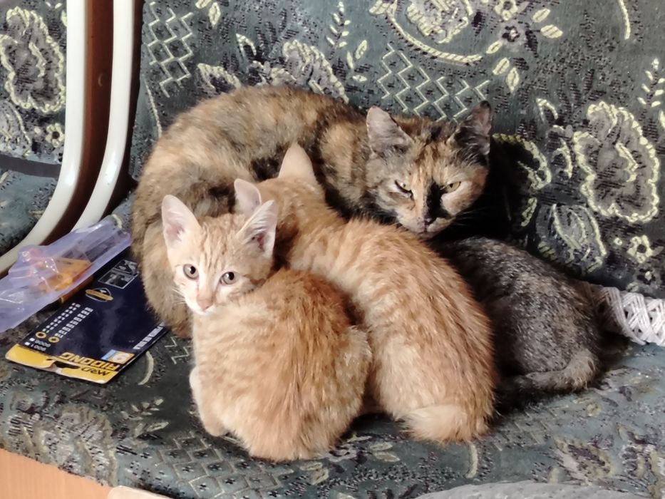 Отдам котят бесплатно