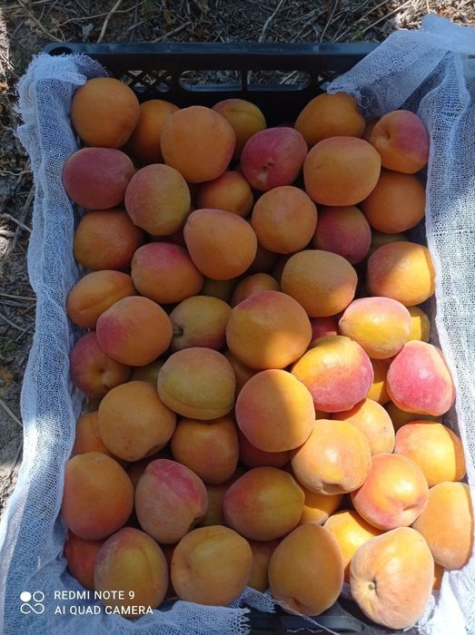 УРИК рубитса вандеркот перитса н. Юбле ва бошка сортлари бор